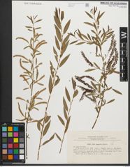 Foto von Salix songarica Andersson